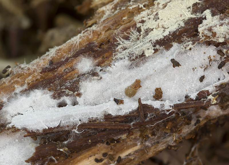 Trechispora microspora